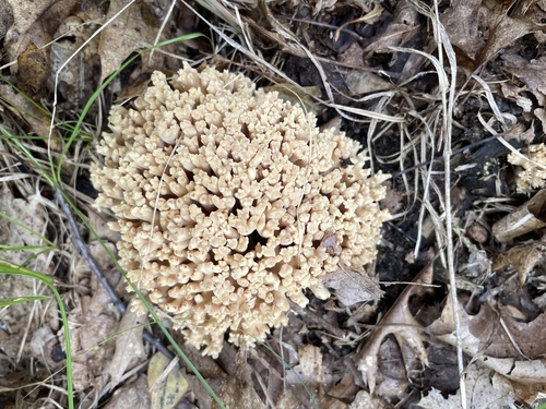 photo of Coral Fungi (Ramaria)