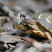 Neotropical Wood Turtles - Photo (c) Carsten Meyer, all rights reserved, uploaded by Carsten Meyer