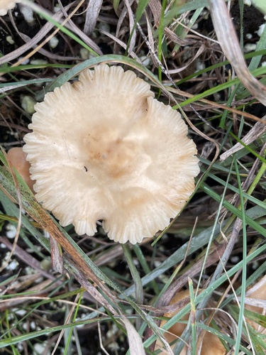 photo of Pinwheels And Parachute Mushrooms (Marasmius)
