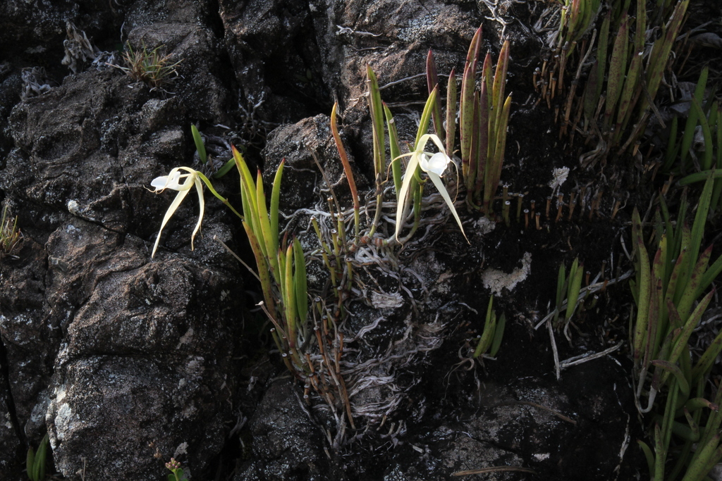Brassavola grandiflora