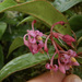 Parathesis glabra - Photo (c) Jeff Stauffer, all rights reserved, uploaded by Jeff Stauffer