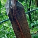 Gerrhonotus rhombifer - Photo (c) Diego Avilés, όλα τα δικαιώματα διατηρούνται, uploaded by Diego Avilés