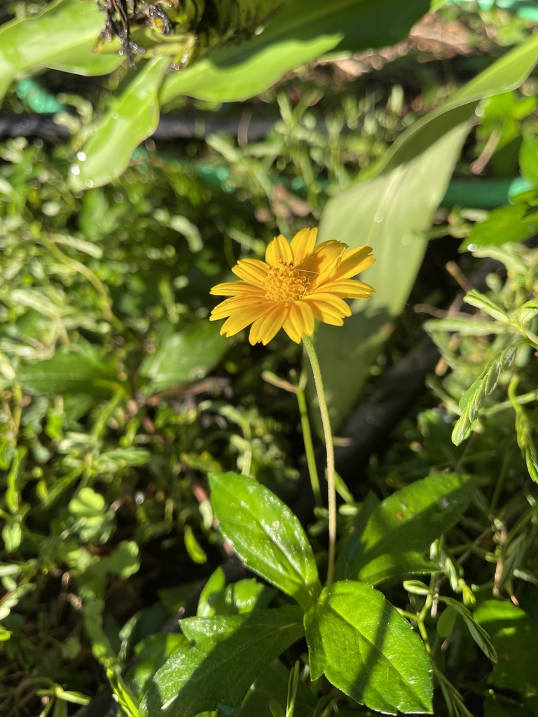 trailing daisy from 6130 Greystone Ct, Tuscaloosa, AL, US on September ...