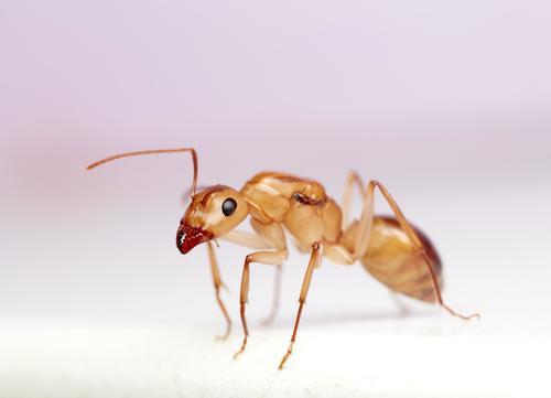 Subgenus Myrmespera · iNaturalist