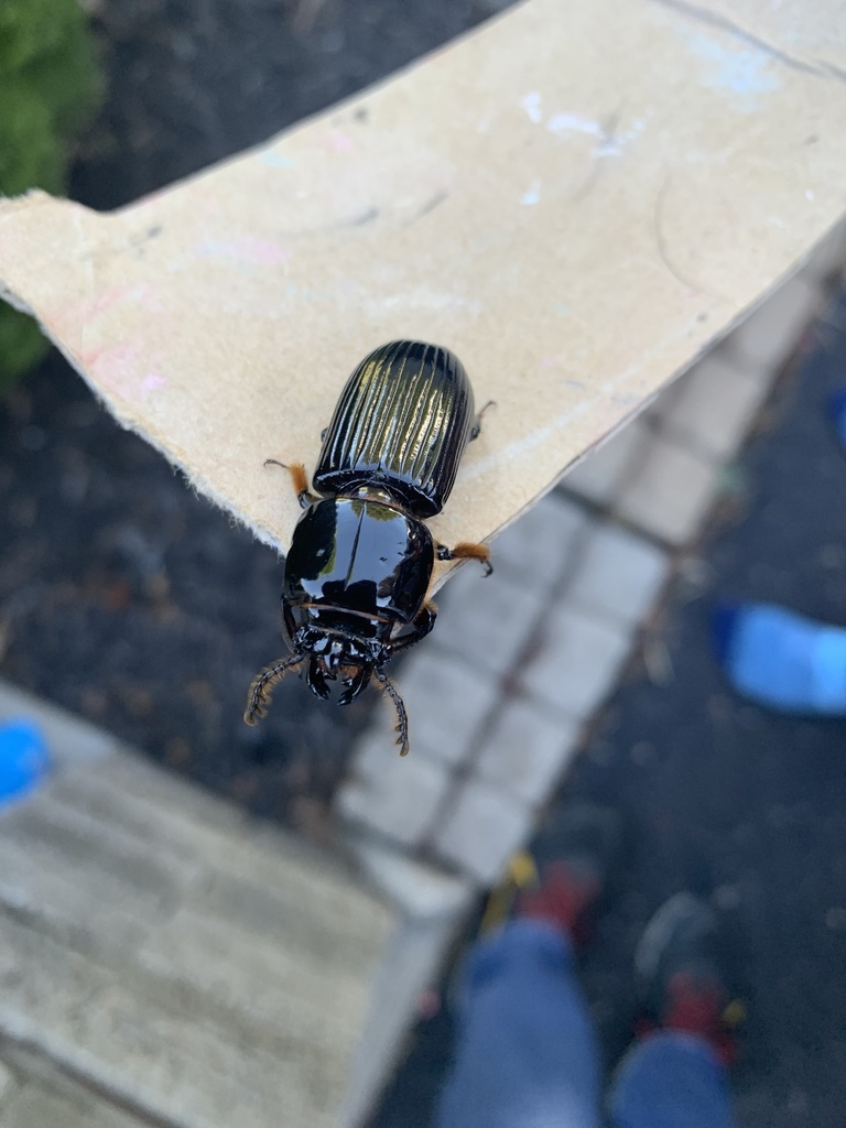 Beetles from Khoury League Rd, Marion, IL, US on September 23, 2021 at
