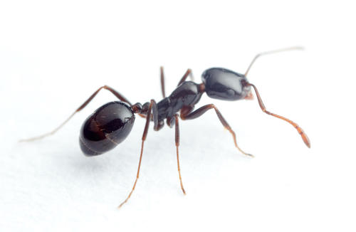 Monomorium fridaeMonomorium fridae