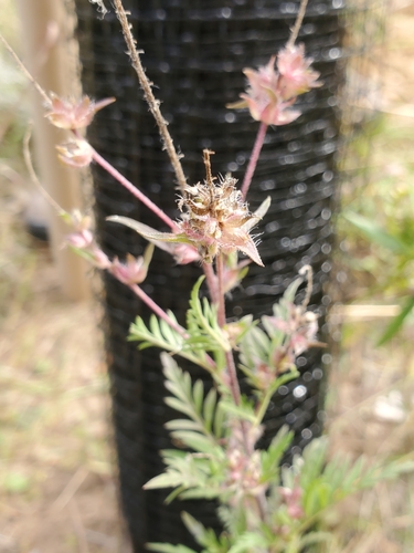 photo of Common Ragweed (Ambrosia artemisiifolia)