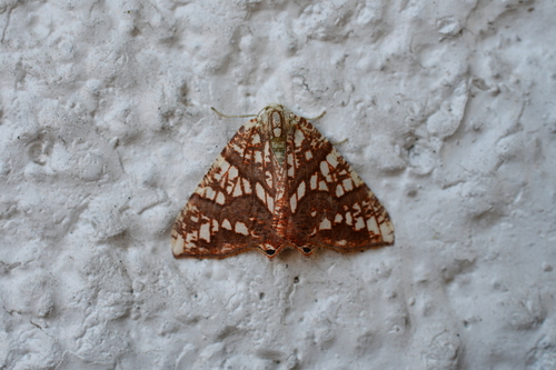 Rindgeria ornata