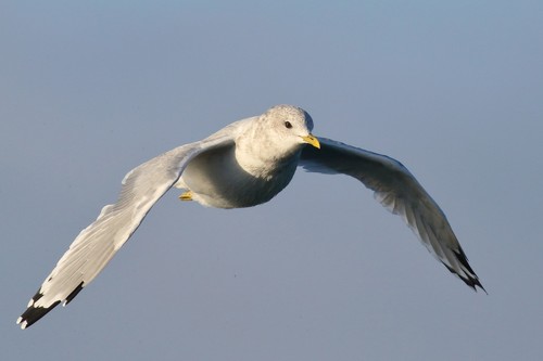 Short-billed Gull