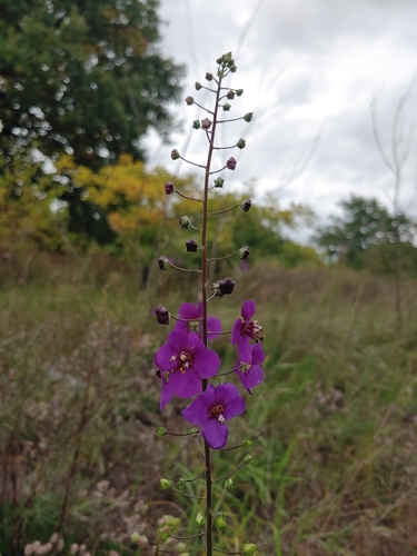 Purple Mullein