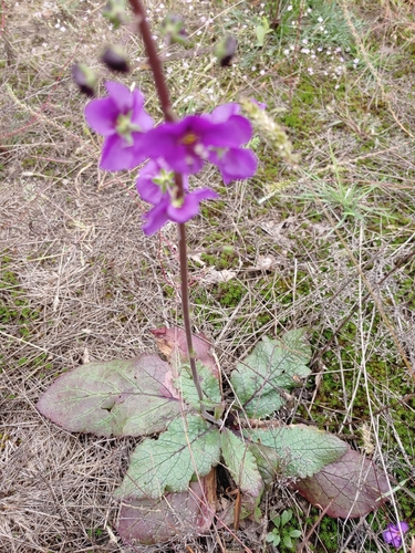 Purple Mullein