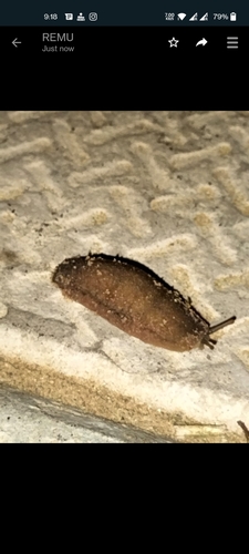 Tropical Leatherleaf Slug