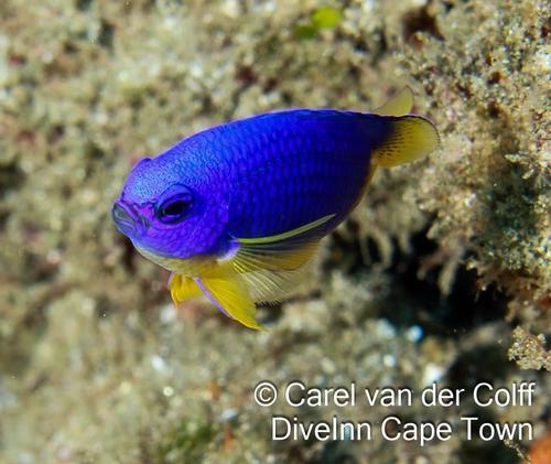 Caerulean Damsel
