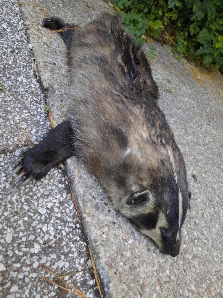 American Badger from Beachwood, OH 44122, USA on September 23, 2021 at ...