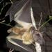 Common Straw-coloured Fruit Bat - Photo (c) mary-hunter, all rights reserved, uploaded by mary-hunter