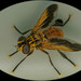 Trichopoda pictipennis - Photo (c) RUIZ Jean Marc, all rights reserved