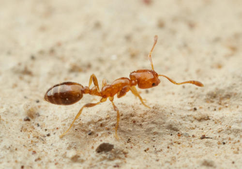 Monomorium rhopalocerumMonomorium rhopalocerum