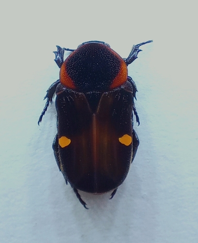 Glycyphana binotata · iNaturalist