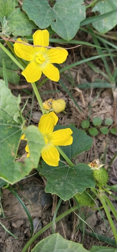 Luffa graveolens
