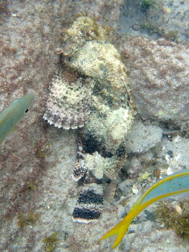 Spotted Scorpionfish