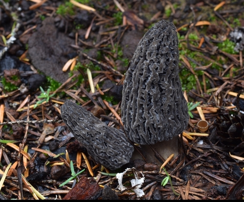 Black Morels