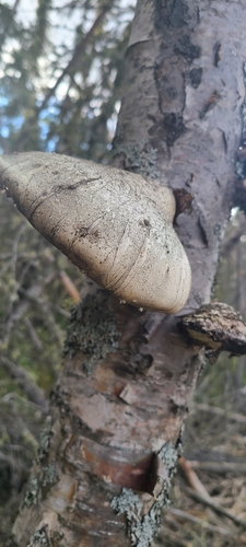 birch polypore