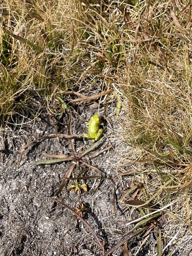 iNaturalist observation photo of Pacific chorus frog