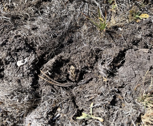 iNaturalist observation photo of Pacific chorus frog