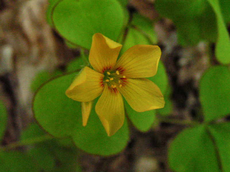 Oxalis Grandis