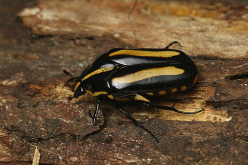 Clerota rigifica
