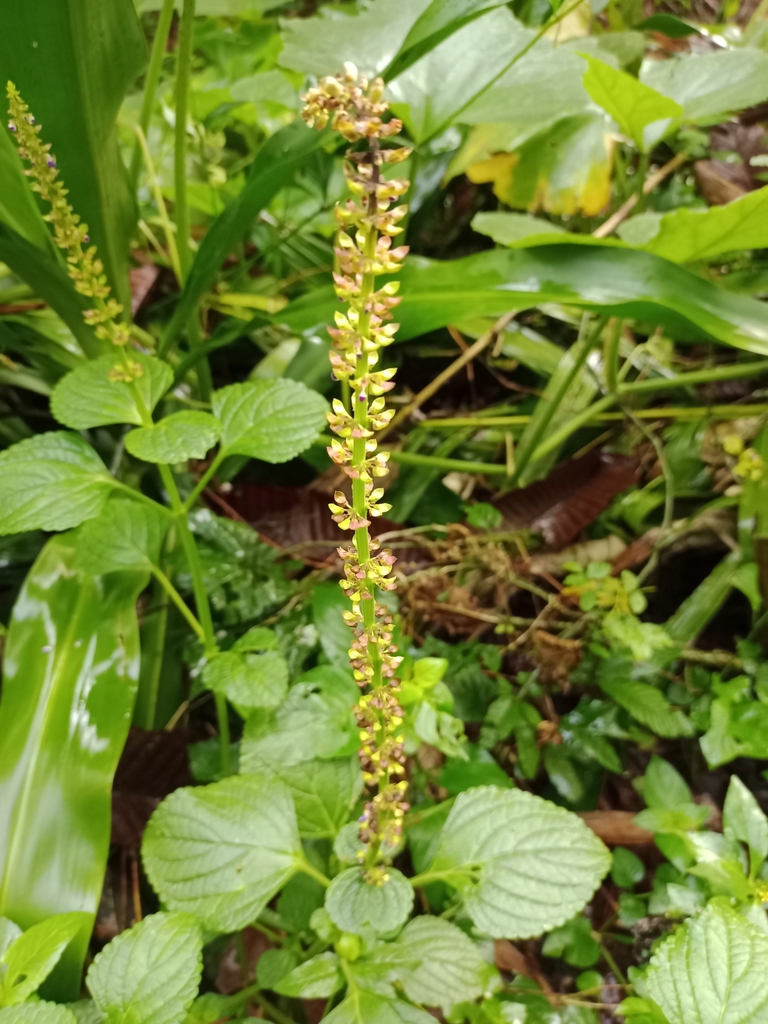 Coleus monostachyus (Coleus monostachyus)