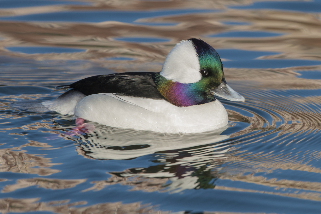 Bufflehead photo