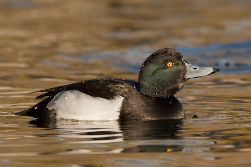 Troldand — foto 4