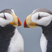 Horned Puffin - Photo (c) ivanparr, all rights reserved, uploaded by ivanparr