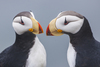 Horned Puffin - Photo (c) ivanparr, all rights reserved, uploaded by ivanparr