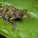 Ivory Coast Wart Frog - Photo (c) Matthieu Berroneau, all rights reserved