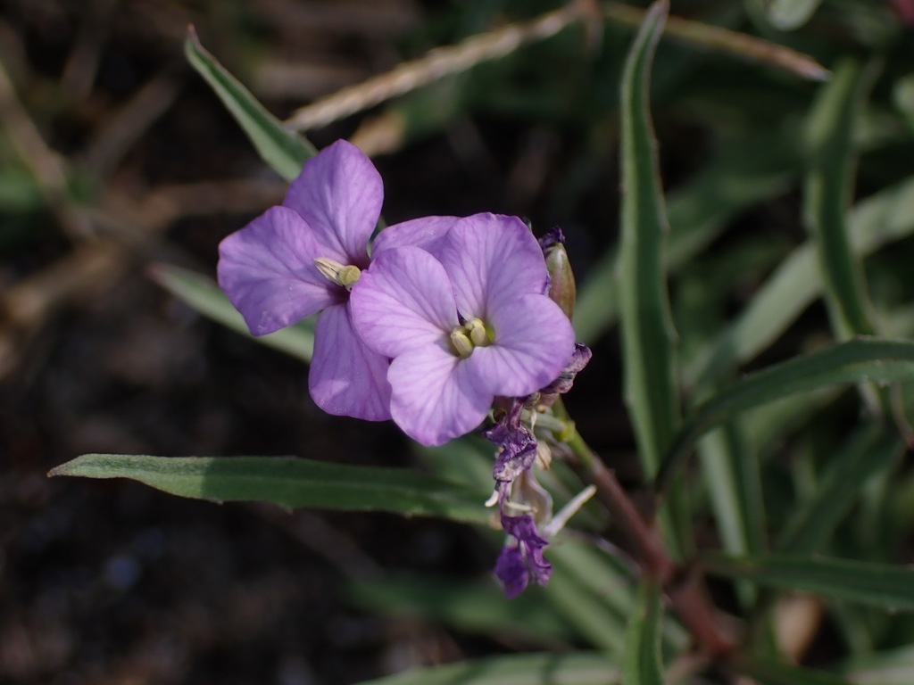 Wallflower
