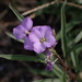 Erysimum linifolium - Photo (c) Lorena Pardo Rabuñal, all rights reserved, uploaded by Lorena Pardo Rabuñal
