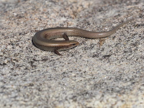 Bedriaga's Skink