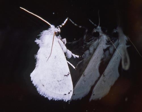 Niphadolepis