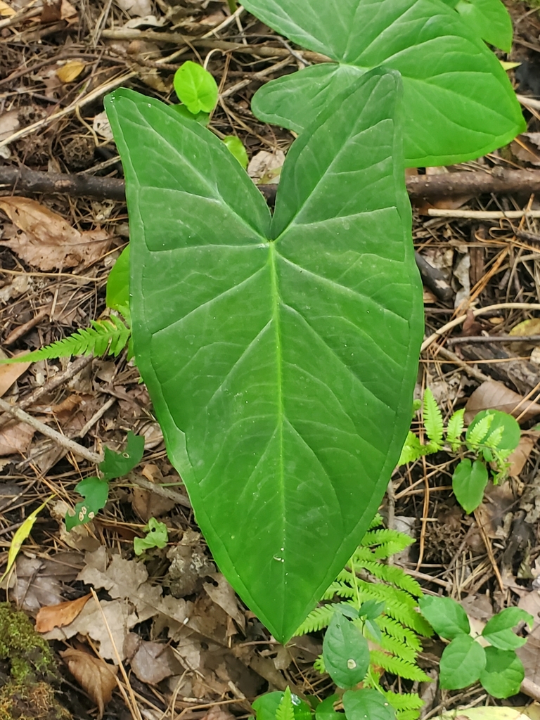 Arrowleaf Elephant's Ear from Lake Alice Field, Gainesville, FL 32603