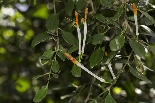 White Mistletoe (Actinanthella wyliei)