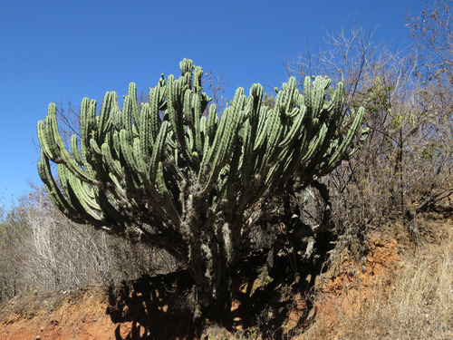 Blue Myrtle-cactus