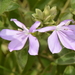 Barleria descampsii - Photo (c) Warren McCleland, todos los derechos reservados, subido por Warren McCleland