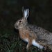 Broom Hare - Photo (c) Carlos N. G. Bocos, all rights reserved, uploaded by Carlos N. G. Bocos