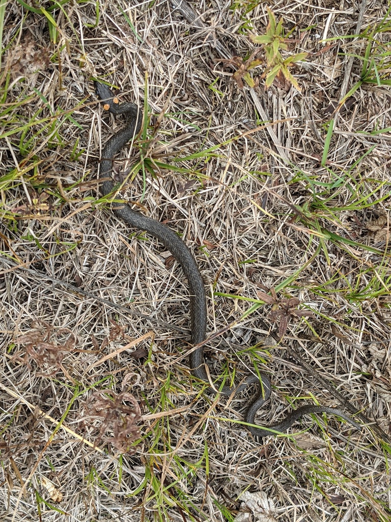 grass snake from Двуречанский район, Харьковская область, Украина on ...