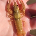 Ozark Crayfish - Photo (c) Brandon Brooke, all rights reserved, uploaded by Brandon Brooke