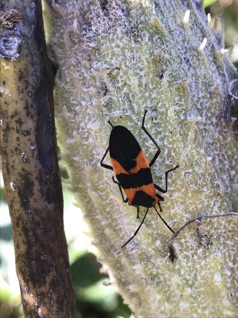 Large Milkweed Bug from Zion Rd, Brookeville, MD, US on September 26
