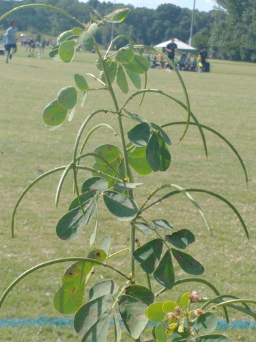 American Sicklepod