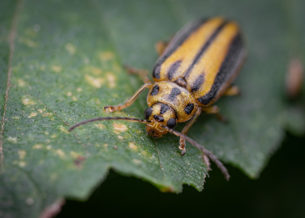 Elm Leaf Beetle from Parco della Piana (ANPIL - Podere la Querciola ...